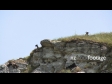 Goats 3 1637